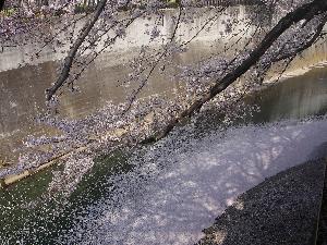 石神井川の花筏