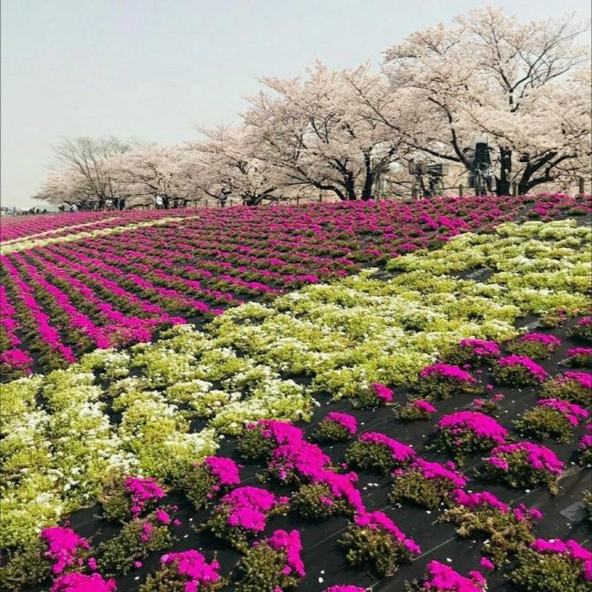 河川敷に咲く桜とサクラソウの写真