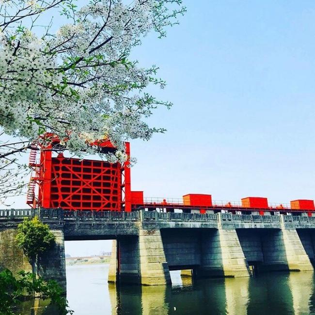 桜と赤水門の写真