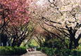 飛鳥山桜写真