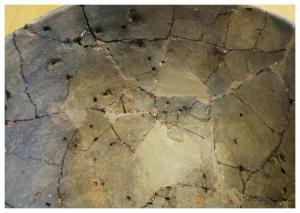 遺跡から出土した縄文土器の種実痕跡