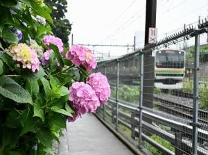 電車と雨露に濡れるアジサイ（6月6日撮影）