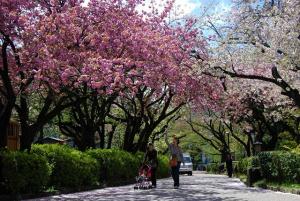 写真：飛鳥山公園の八重桜（4月15日撮影）