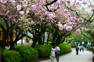 飛鳥山公園の八重桜（4月20日撮影）