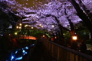写真：桜ライトアップの様子（3月23日撮影）