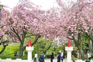 飛鳥山の八重桜の様子