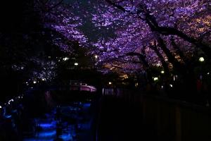桜ライトアップの様子（3月28日撮影）