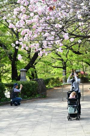 飛鳥山公園の八重桜（4月18日撮影）