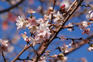 飛鳥山公園に咲いている「十月桜」