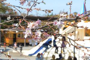 飛鳥山公園の十月桜