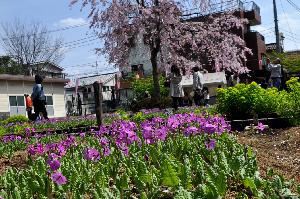 4月15日の浮間ヶ原桜草圃場の様子