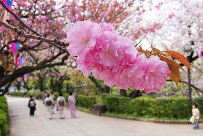 飛鳥山の八重桜