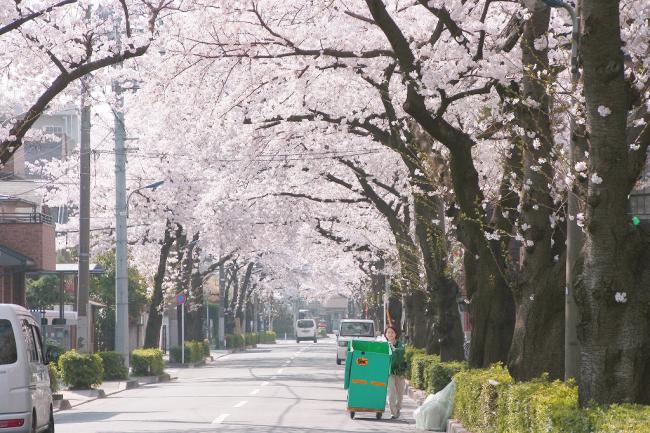 浮間二丁目の桜並木