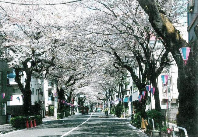 板橋駅前通りの桜並木